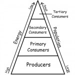 Significant Levels of Energy Pyramid Ecosystem