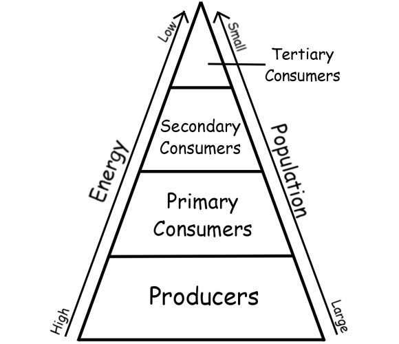 Energy Pyramid Ecosystem